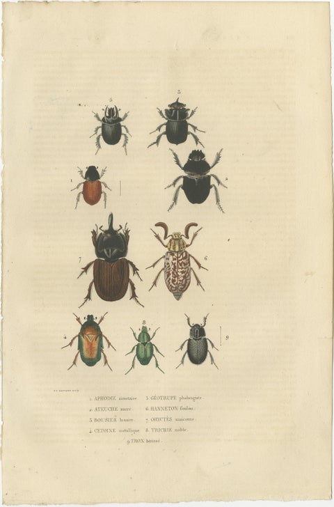 Entomological Elegance: A Collection of 19th Century Beetle Engravings, view 2