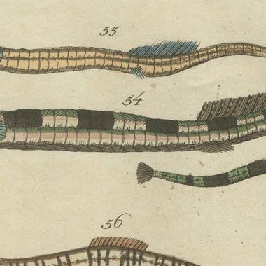 Set of 3 Antique Fish Prints - Short Dragonfish - Pipefish - Seahorse, close-up 1