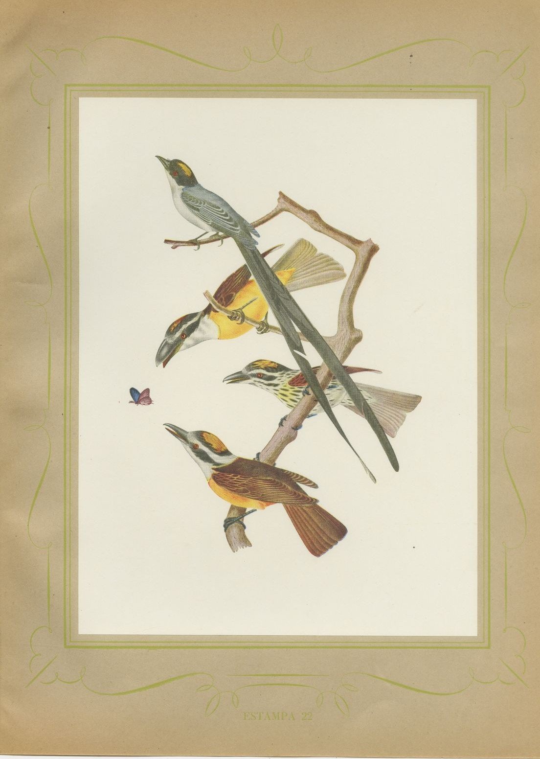 Motmots and Puffbirds, Brazilian Bird Print, Descourtilz, 1944