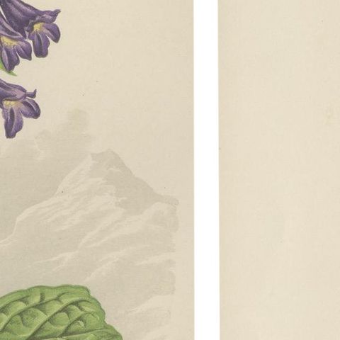 Alpine Botanical Lithograph Pair of Iris and Pyrenean Dead-nettle, 1874, close-up 4