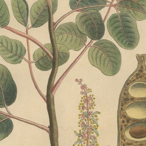 Antique Carob Botanical Print, Ceratonia Siliqua, Hand Colored, c.1831, close-up 5