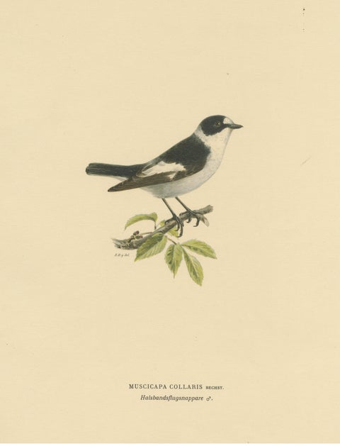 Monochrome Elegance: Bird Print of The Collared Flycatcher by Von Wright, 1927, view 3