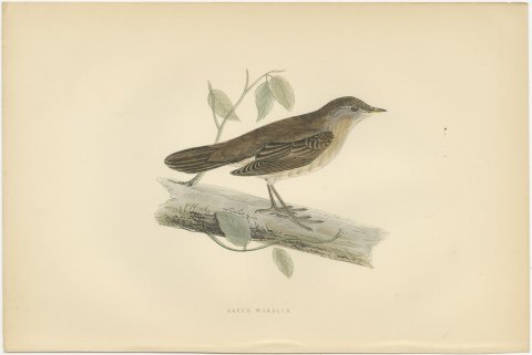 Savi's Warbler on a Fallen Log, Hand Colored Morris Bird Print, 1896, view 2