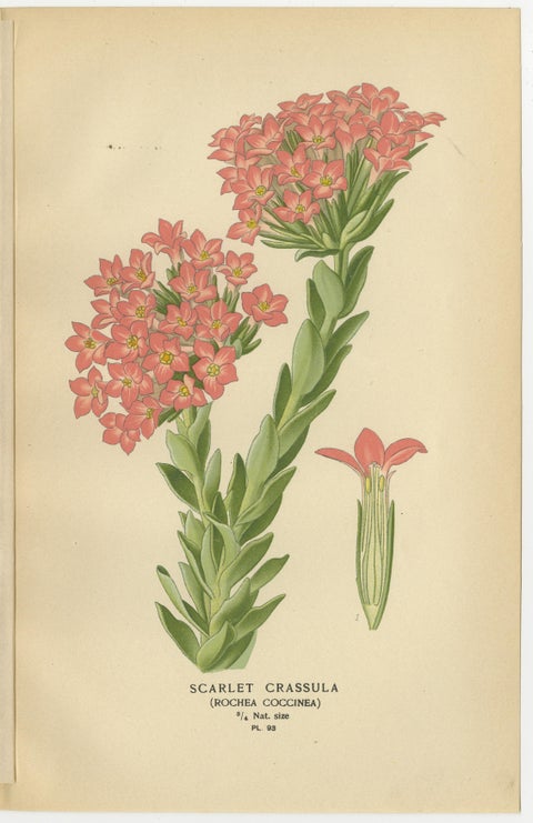 Old Botanical Succulent Prints: Scarlet Crassula, Crassula Falcata & Cotyledon, view 3