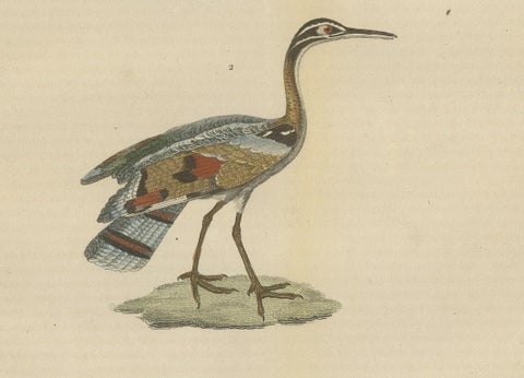 Original Hand-Colored Bird Print of a Painted Snipe and Sunbittern Bird, close-up 2
