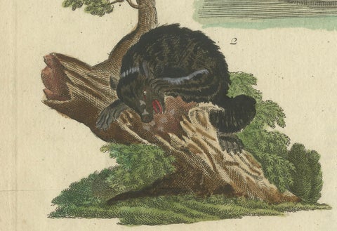 Antique Handcolored Engraving of Carnivorous Mammals, c.1800, close-up 5