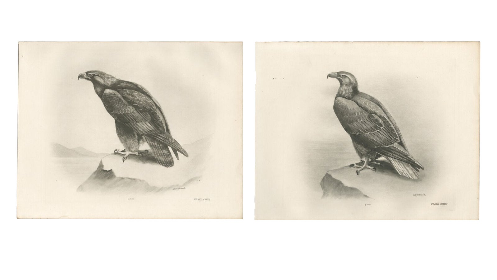 Pair of Majestic British Eagle Photogravures by L. M. Medland, 1908