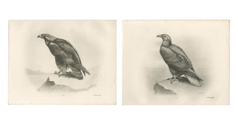Pair of Majestic British Eagle Photogravures by L. M. Medland, 1908