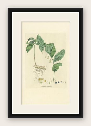 Antique Botany Print of the Common Solomon's-Seal by Curtis, 'circa 1817', shown framed