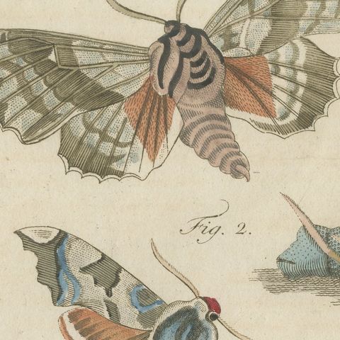 Elephant Hawk Moth and Hawk Moth Caterpillars, Antique Bertuch Print, circa 1805, close-up 1