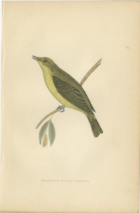Melodious Willow Warbler Singing on a Twig, Antique Bird Print, Morris, 1896, view 2