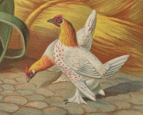 The Charming Krielhoenders - A 19th Century Poultry Lithograph, close-up 1