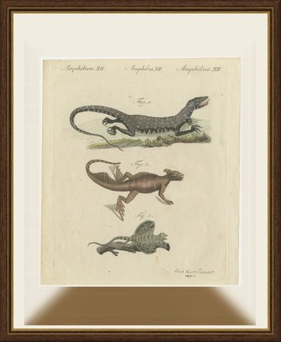 Monitor, Basilisk and Flying Dragon, Antique Bertuch Print, Vienna, circa 1805, shown framed