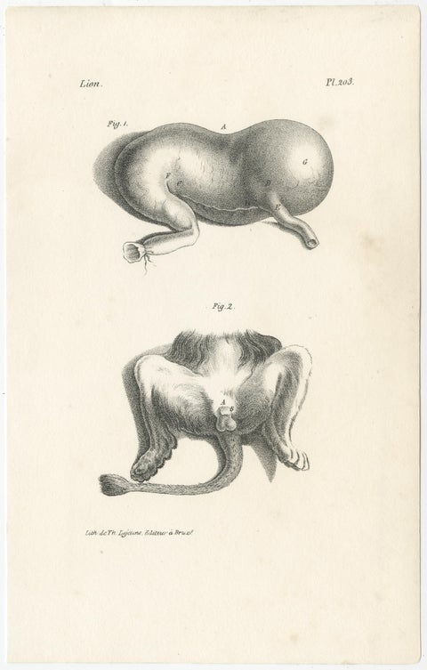 19th Century Animal Anatomy Prints by Lejeune, circa 1840, view 9