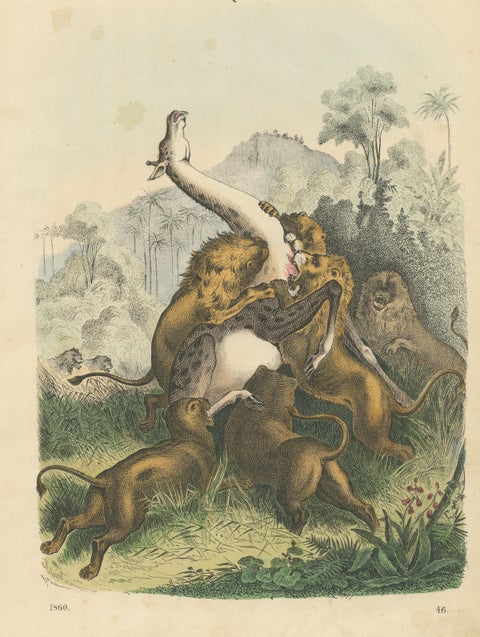 Antique Print of Lions Attacking a Giraffe, view 3