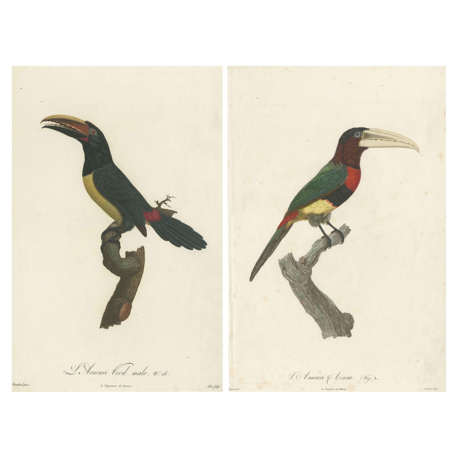 Birds