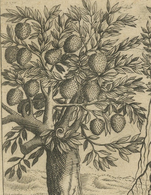 Botanical Marvels of India: Bamboo and Durian in De Bry's 1601 Copper Engraving, close-up 4