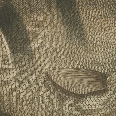 Long-Nosed Surgeonfish, Antique Hand-Colored Fish Engraving, Nodder c.1794, close-up 2