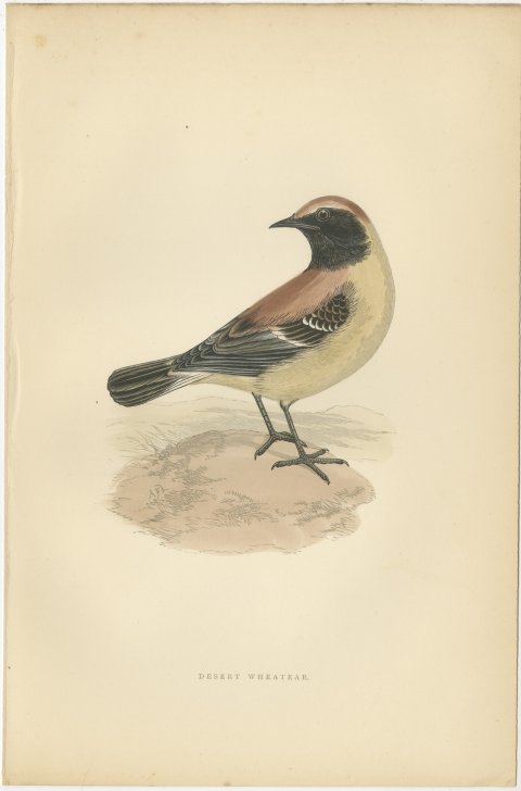 Desert Wheatear Looking Back on Sand, Hand Colored Bird Print, 1896, view 2