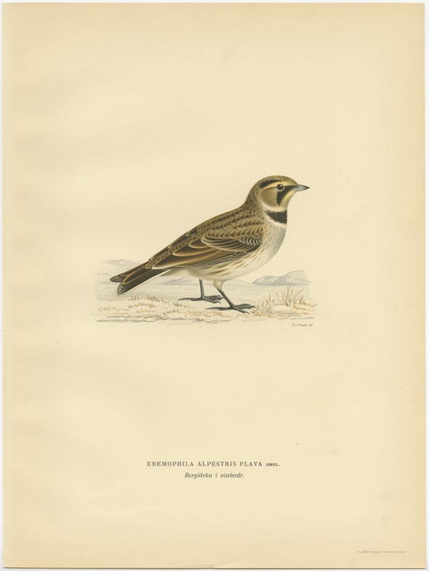 Decorative Old Bird Print of the Common Horned Lark, 1927, view 2