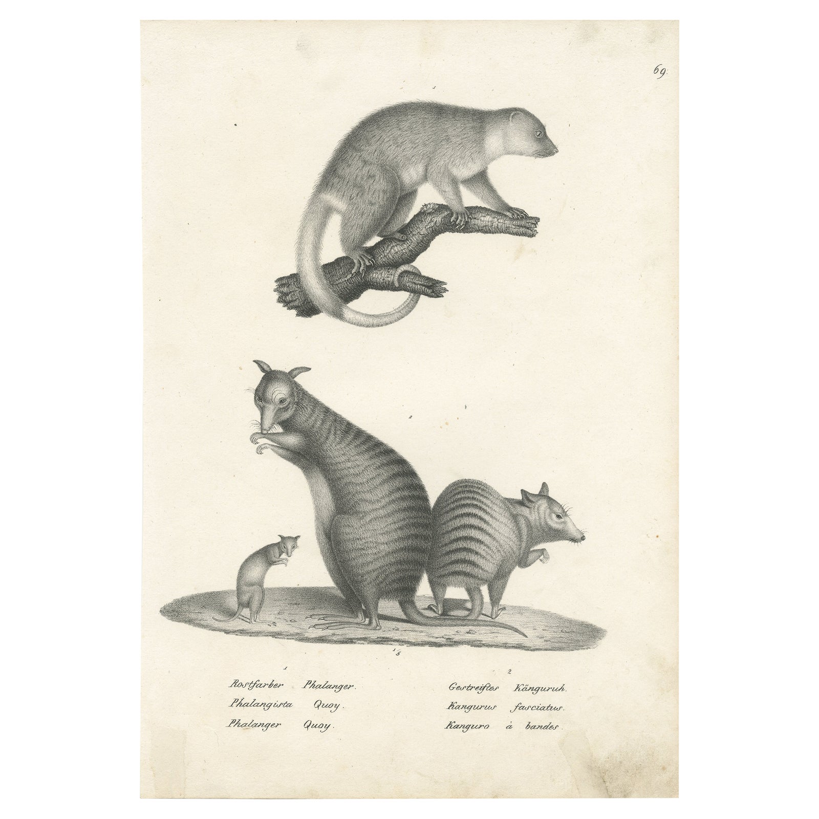 Antique Print Showing the Phalanger and the Striped Kangaroo in Australia, 1825