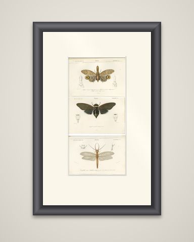 Set of 3 Antique Prints of a Lantern Fly, Cicada and the Eastern Dobsonfly, shown framed