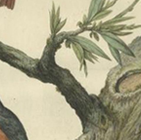 Antique Bird Print of Redstarts by Sepp & Nozeman, 1770, close-up 1