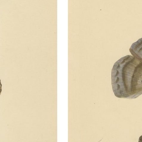 Victorian Butterfly Wonders: Stunning Hand-Colored Lithographs, 1878, close-up 2