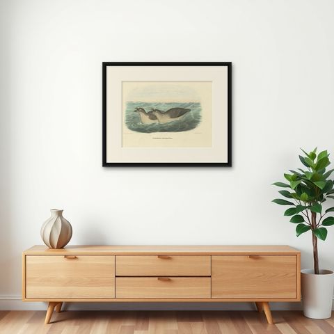 Rare Original Old Bird Print Depicting the Pacific Dovekie, 1869, shown framed on a wall