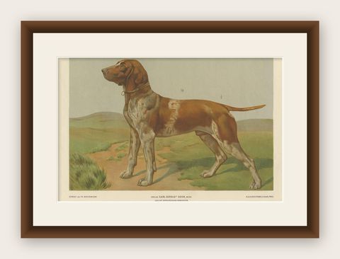 Antique Print of a Hound Dog by Th. Breidwiser, 1879, shown framed