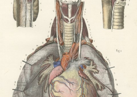 Nerves of the Heart and Larynx, Antique Hirschfeld Anatomy Print, 1866, view 4
