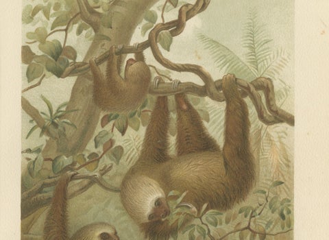 Two-Toed Sloth, Antique Natural History Chromolithograph, 1894, close-up 4