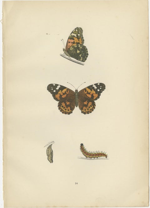 Wings of Elegance: A Victorian Exploration of British Butterfly Splendour, 1890, view 2