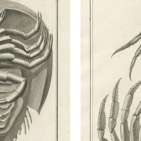 Pair of Antique Engravings of Crabs - Diderot & d’Alembert’s Encyclopédie, 1770, close-up 3