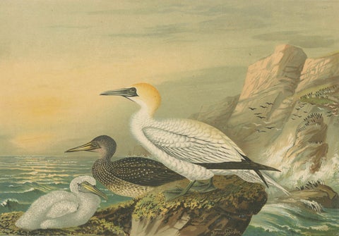 Antique Bird Print of Northern Gannets on Cliffside at Sunset, 19th Century, close-up 4