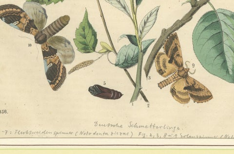Wings of the Night: Hand-Colored 1856 Litho of Exotic Moths and Their Life Cycle, close-up 1