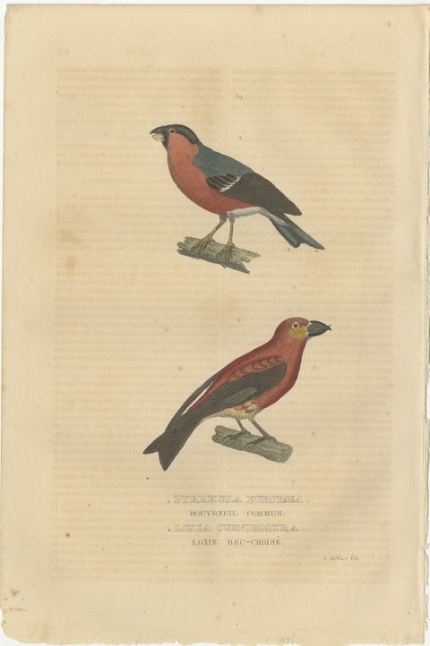 Old Hand-Colored Bird Print of a Bullfinch and a Common Crossbill, 1845, view 2