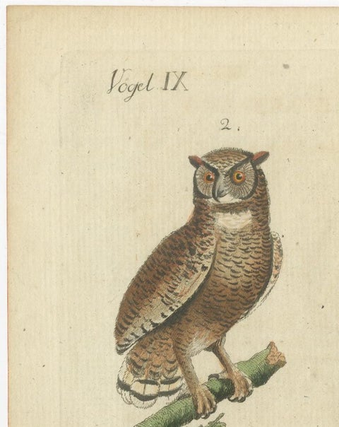 European Owls, Antique Hand-Colored Bird Engraving, Vogel IX, c.1800, view 9