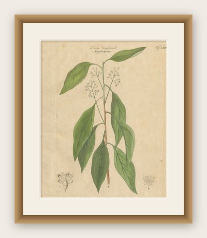 Antique Camphor Botanical Print, Laurus Camphora, Hand Colored, c.1831, shown framed