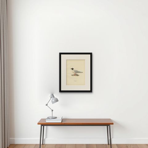 Antique Bird Print of the Little Gull, Published in Sweden in 1929, shown framed on a wall