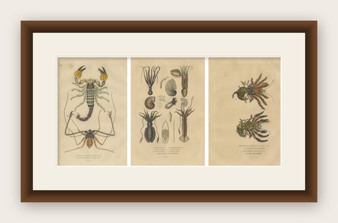 Collection of Old Naturalist Illustrations: Marine Life and Arthropods, 1845, shown framed