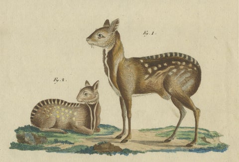 Antique Handcolored Engraving of Chevrotains and Small Deer, c.180, close-up 3