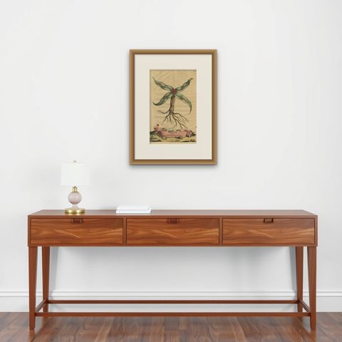 Botanical Engraving of Arrowhead from Munting’s 1696 Herbal Collection, shown framed on a wall