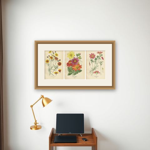 Antique Botanical Prints: Coreopsis, Single Dahlia & Cosmos Bipinnatus, 1897, shown framed on a wall
