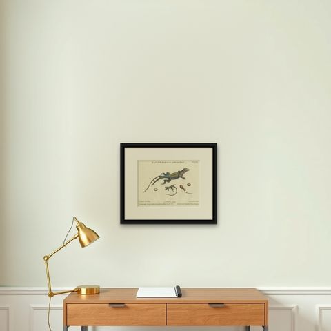 Exotic Jamaican Lizards: The Large Spotted Fork-Tailed Lizard Engraved, c.1773, shown framed on a wall