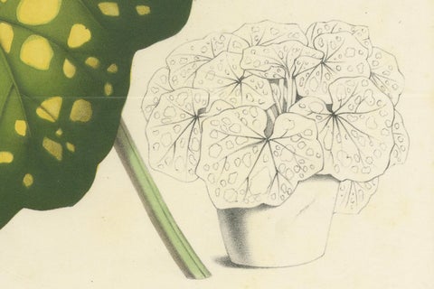Botanical Illustration of Farfugium grande Leaf, 1854-1855 Lithograph Print, close-up 1