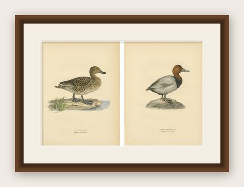 1929 Swedish Duck Lithographs Pair, Pintail & Pochard, shown framed