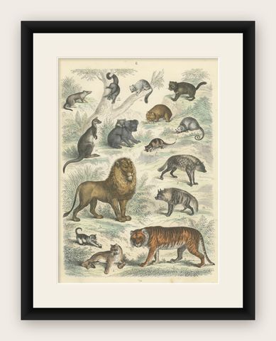 Big Cats & Marsupials Print: Lion, Tiger, Kangaroo, Antique 1867, shown framed