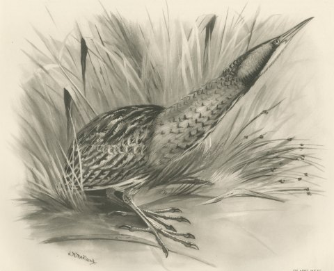 Bittern Stalking Through Reeds, Plate CLV after Lilian Medland, c. 1909, close-up 1
