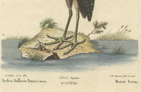18th Century Hand-Colored Engraving of the American Bittern by Seligmann, close-up 4